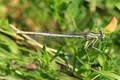 The very delicate White-legged Damselfly