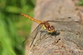 I think this is a female Keeled Skimmer