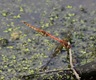 The tandem position ovipositing