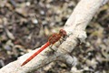 Male Common Darter