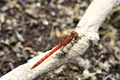Inappropriately named Common Darter (I think)