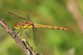 Up close and personal with another female Keeled Skimmer