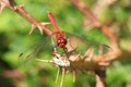 The business end of a Ruddy Darter