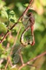 Common Darter Copulation Wheel