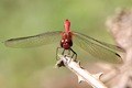 Common Darter male hunting