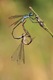 Copulation Wheel - damselflies