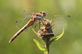 I think this is a Keeled Skimmer