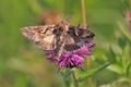 A pleasing Silver-Y Moth