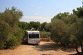 Billy in an olive grove