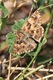 Dingy Skipper