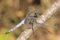 Black-tailed Skimmer