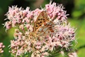 Queen of Spain Fritillary