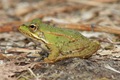 Froglet profile