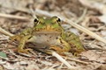 Froglet portrait