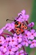 Zygaena fausta on a buddleia