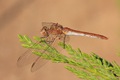 Unknown darter female with red beads