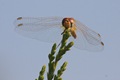 Unknown darter male?