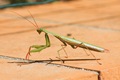 Praying Mantis salvaged