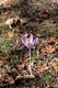 Autumn Crocus