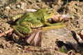 Eating frogs legs