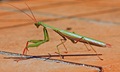 Praying Mantis watching me