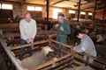 Building a creche for a new mother and lamb