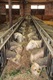 Ewes tucking in to luzerne, straw and barley