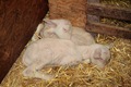 Sleepy newborn twins in a creche.