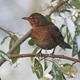 Blackbird_female (turdus merula)