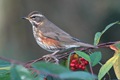 Redwingstanding near breakfast