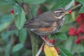 Redwing (turdus iliacus)