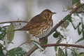 Song_Thrush (turdus philomelos)