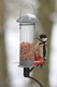 Greater Spotted Woodpecker