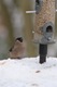 Bullfinch female