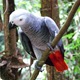 Congo African Grey Parrot