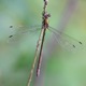 Emerald Damselfly