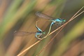 Blue-tailed_Damselfies in their copulation wheel formation