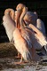 Pink Pelicans