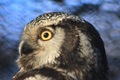 Hawk Owl being strangley alert