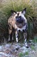 African Hunting Dog