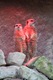 Pink Meerkats