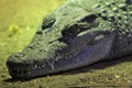 A grand set of teeth in the Reptile House