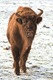 European Bison