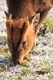 Frosty Muntjac