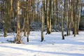 The woods behind our house