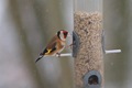 Goldfinch