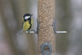 Great Tit