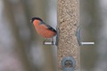 Bullfinch (male)