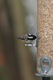 Coal Tit showing head markings nicely