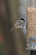 Coal Tit